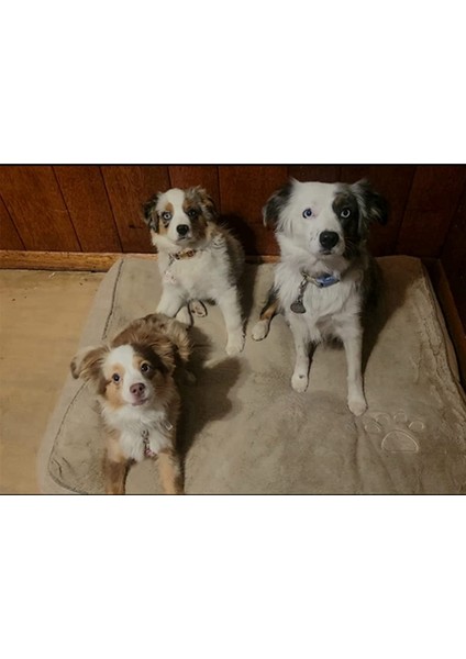 12PCS Yüzüklü Pet Kimlik Etiketi Tutucu Pet Yaka (Yurt Dışından) indirimleri