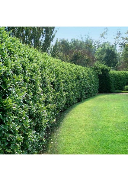 10 Adet Ligüstrüm, 1 M. Boyunda Japon Kurtbağrı (Ligustrum Japonicum)