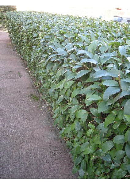 10 Adet Ligüstrüm, 1 M. Boyunda Japon Kurtbağrı (Ligustrum Japonicum)