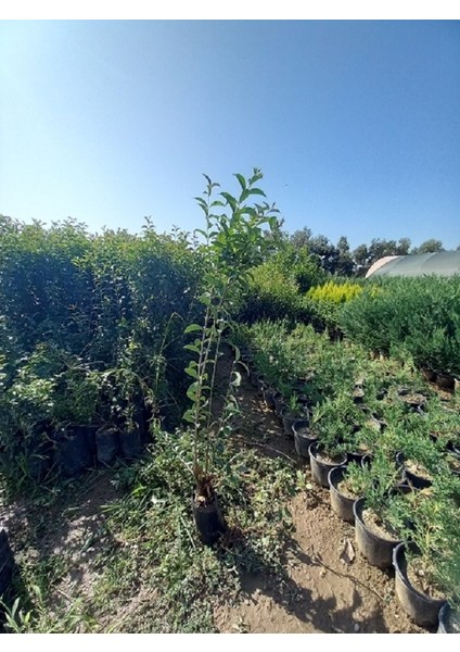 10 Adet Ligüstrüm, 1 M. Boyunda Japon Kurtbağrı (Ligustrum Japonicum)