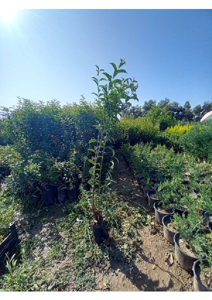 10 Adet Ligüstrüm, 1 M. Boyunda Japon Kurtbağrı (Ligustrum Japonicum)