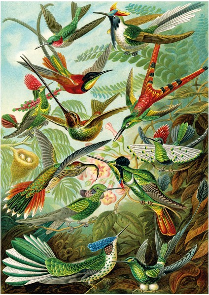 Hummingbirds 1500 Parça Puzzle