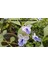 KOD:MK02 Mavi Kelebek Çiçeği (Clerodendrum Ugandense) (Canlı ve Sağlıklı 10 - 20 cm Boyda) 1