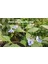 KOD:MK02 Mavi Kelebek Çiçeği (Clerodendrum Ugandense) (Canlı ve Sağlıklı 10 - 20 cm Boyda) 2