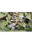 KOD:MK02 Mavi Kelebek Çiçeği (Clerodendrum Ugandense) (Canlı ve Sağlıklı 10 - 20 cm Boyda) 3