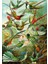 Hummingbirds 1500 Parça Puzzle 2