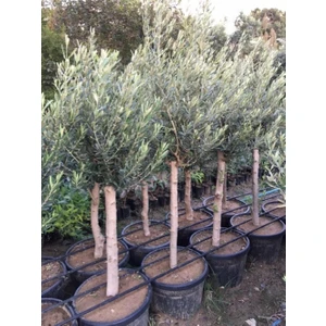 7/8 Yaş Gemlik Trilye Zeytin Fidanı Gövde Çevresi 20-25 cm Boy 120-150 cm