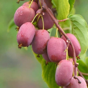 Tüplü Kivi Actinidia Arguta Ken's Red Kırmızı Kivi Fidanı