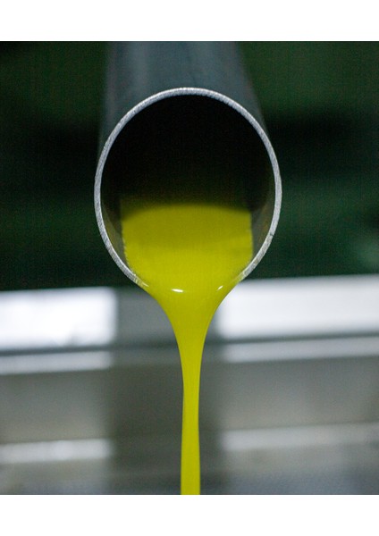 Ayvalık – Erken Hasat Zeytinyağı – 500 ml Şişe (2024-25) fırsatları