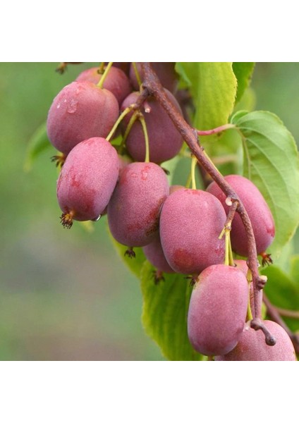 Tüplü Kivi Actinidia Arguta Ken's Red Kırmızı Kivi Fidanı