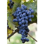 Bursa Tarım Bursatarım Muscat Bleu Üzüm Fidanı