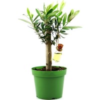 saglik sepeti zeytin bonsai bonzai agaci 12 cm saksida fiyati