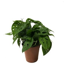 Betonish Monstera Adansonii 'Laniata' (Deve Tabanı)