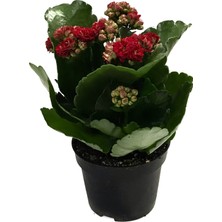 Betonish - Kalanchoe Calandiva 'Red' - Balkon Ve Bahçe Bitkisi - Kalanşo