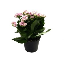 Betonish - Kalanchoe Calandiva 'Pink' (Kalanşo Çiçeği)