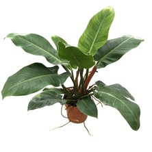 Betonish Philodendron 'Imperial Green'