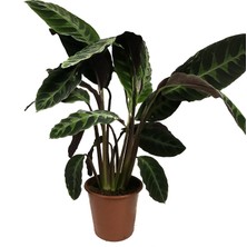 Betonish Calathea Warscewiczii (Dua Çiçeği)