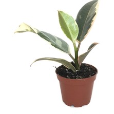 Betonish - Ficus elastica 'Tineke' - Ev ve Ofis Bitkisi