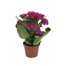 Betonish - Kalanchoe Calandiva 'Purple' (Kalanşo Çiçeği)