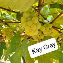 Bursa Tarım Bursatarım Kay Gray Üzüm Fidanı