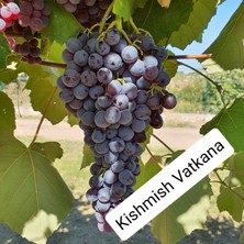 Bursa Tarım Bursatarım Kishmish Vatkana Üzüm Fidanı
