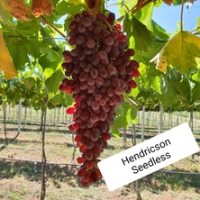 Bursa Tarım Bursatrım Hendrickson Seedless Üzüm Fidanı