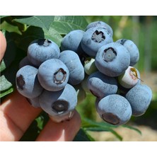 Bursa Tarım Bursatarım Nelson Yaban Mersini Fidanı ( Likapa - Mavi Yemiş ) Blueberry