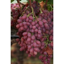 Bursa Tarım Crimson Seedless Üzüm Fidanı