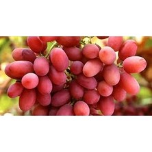 Bursa Tarım Crimson Seedless Üzüm Fidanı