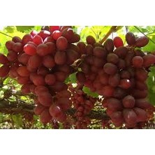 Bursa Tarım Crimson Seedless Üzüm Fidanı