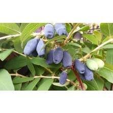 Bursa Tarım Wojtek Bal Yemişi - Honeyberry ( Haskap Fidanı)