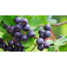 Bursa Tarım Aronia ( Aronya) Fidanı