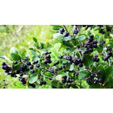 Bursa Tarım Aronia ( Aronya) Fidanı