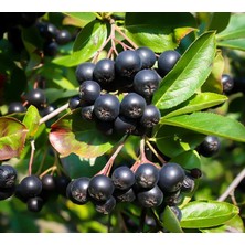 Bursa Tarım Aronia ( Aronya) Fidanı