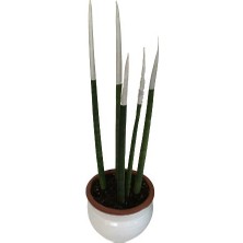 Armenbotanik Dekoratif Saksıda Beyaz Renk Sanseveria Cylindrica