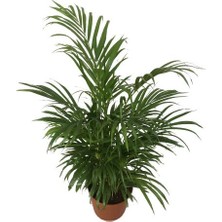 Armenbotanik Areka Palmiyesi - Areca Dypsis Lutescens 110-120 cm