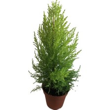 Armenbotanik Cupresus - Limon Selvi