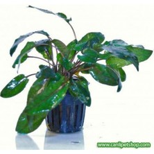 Akvaryum Bitkileri Cryptocoryne Becketti 1 Adet 3-5 cm