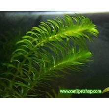 Akvaryum Bitkileri Elodea Densa(Egeria) 10 Kök