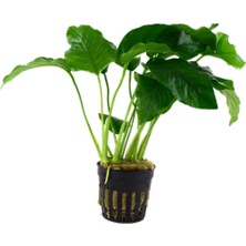 Akvaryum Bitkileri Anubias Barteri Var Barteri L015