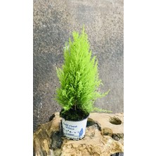 Fidanova Cupresus/ Limoni Servi