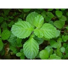 Akvaryum Bitkileri Hygrophila Difformis (Çınar) 6 Kök (Açıklamayı Lütfen Okuyunuz)