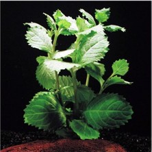 Akvaryum Bitkileri Hygrophila Difformis (Çınar) 6 Kök (Açıklamayı Lütfen Okuyunuz)