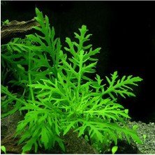 Akvaryum Bitkileri Hygrophila Difformis (Çınar) 6 Kök (Açıklamayı Lütfen Okuyunuz)
