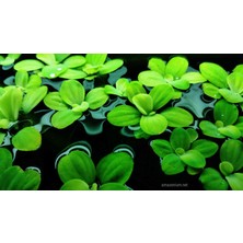 Pistia (Su Marulu) Su Üstü Canlı Bitki 10 Adet