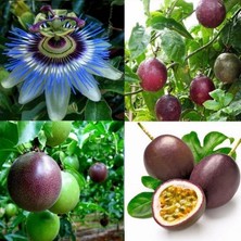 Fidancıyız 2 Adet Tüplü Mavi Çiçekli Kokulu Passiflora Ağacı Fidanı