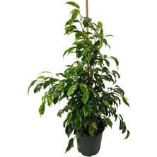 Bitki Fidanım Ficus Benjamin Anastasia 80-100 cm