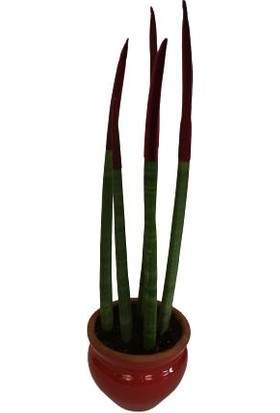 Armenbotanik Dekoratif Saksıda Bordo Renk Sanseveria Cylindrica