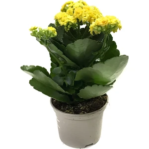 - Kalanchoe Calandiva 'Yellow' (Kalanşo Çiçeği)