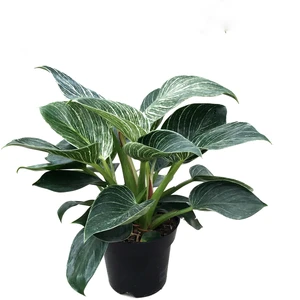 - Philodendron 'Birkin' - Ev ve Ofis Bitkisi